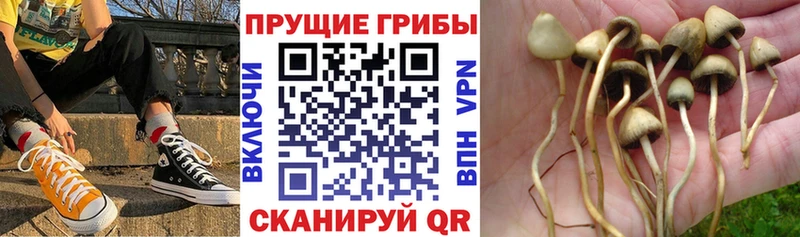 купить наркотик  маркетплейс как зайти  Галлюциногенные грибы мицелий  Карачаевск 